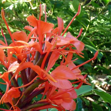 Hedychium deceptum