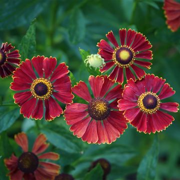 Helenium automnale Helena Red Shades