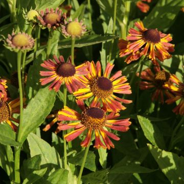 Helenium Tie Dye