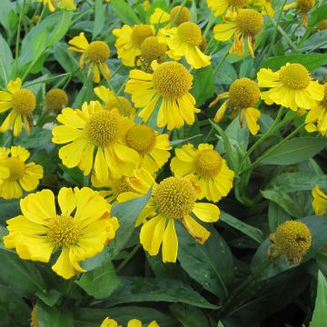 Helenium Tijuana Brass