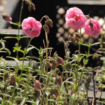 Helianthemum Annabel