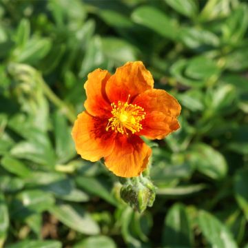 Helianthemum Ben Alder