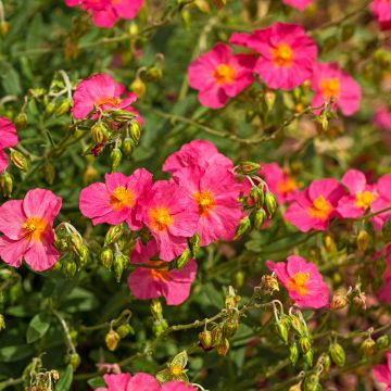 Helianthemum Ben Hope