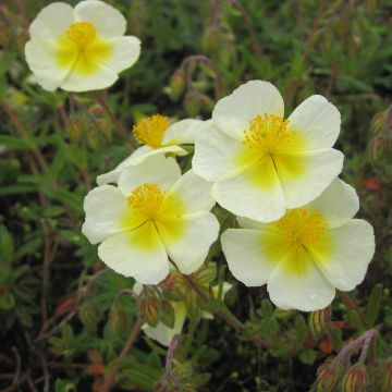 Helianthemum Elfenbeinglanz