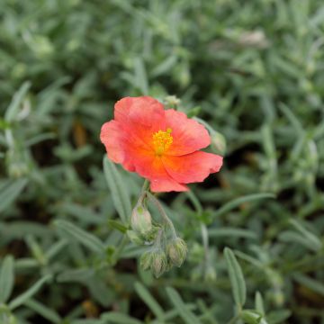 Helianthemum Fire Dragon