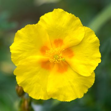 Helianthemum Golden Queen