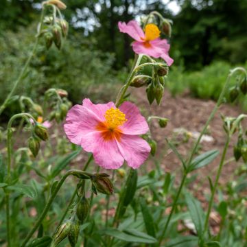 Helianthemum Lawrenson's Pink