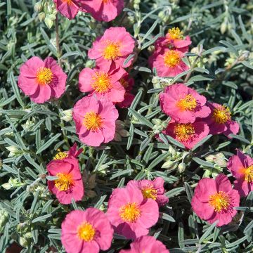 Helianthemum Suprême