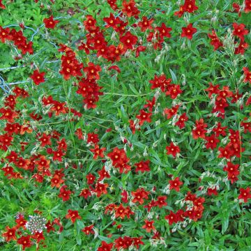 Helianthemum Tomato Red