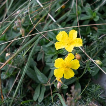 Helianthemum nummularium