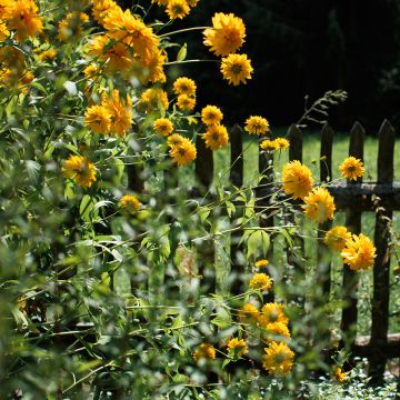 Helianthus Sunshine Daydream