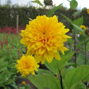 Helianthus decapetalus Plenus