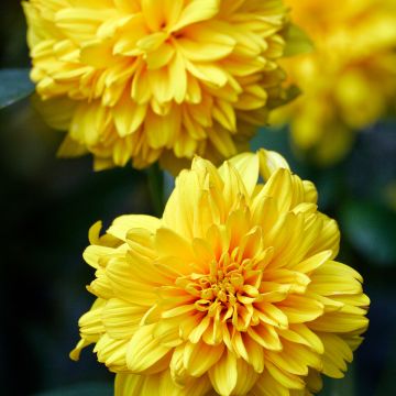 Helianthus decapetalus Soleil d'Or