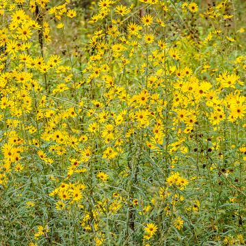 Helianthus salicifolius - Girasol de hojas de sauce