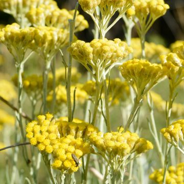 Curry - Helichrysum italicum