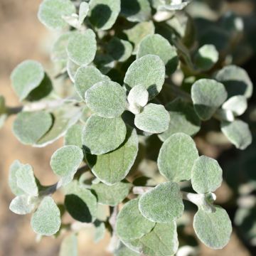 Helichrysum petiolare Silver - Siemprevivo