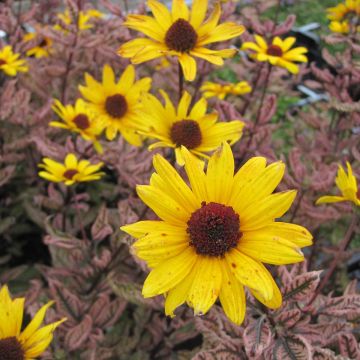 Heliopsis helianthoides var. scabra Summer Pink