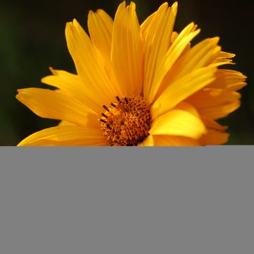 Heliopsis helianthoides var. scabra Summer Sun