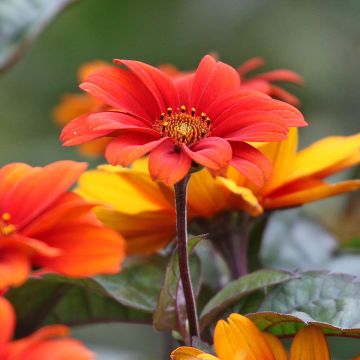 Heliopsis helianthoides var. scabra Fire Twister