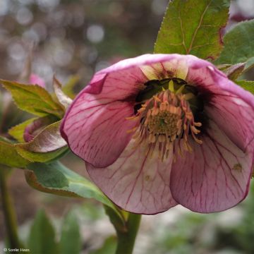 Eléboro oriental Picotee rosada