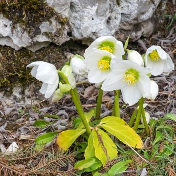 Helleborus niger subsp. macranthus - Eléboro negro