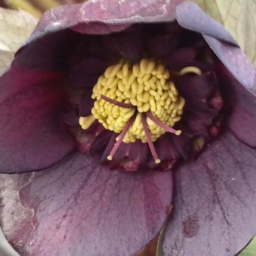 Eléboro oriental Anemone Nigra