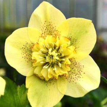 Eléboro oriental Anemone Yellow Guttatus