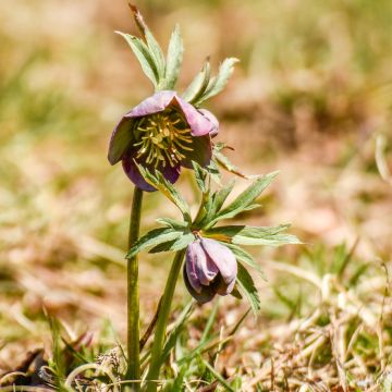 Eléboro purpurascens