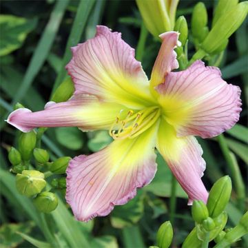 Hemerocallis Amerstone Amethyst Jewel