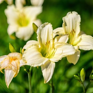 Hemerocallis Arctic Snow