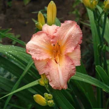 Hemerocallis Children s Festival