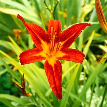 Hemerocallis Crimson Glory