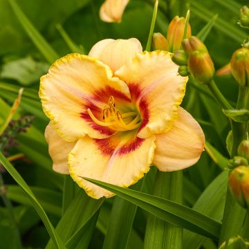 Hemerocallis Custard Candy