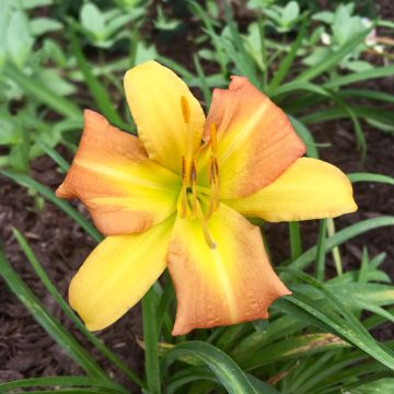 Hemerocallis Everydaylily Punch Yellow