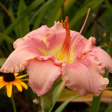 Hemerocallis Eyed Beauty