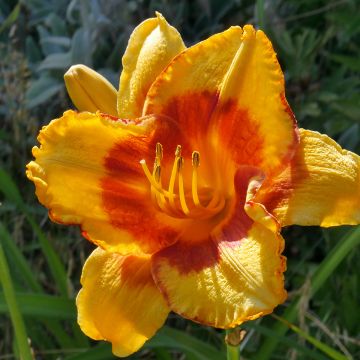 Hemerocallis Fooled Me