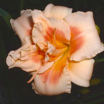 Hemerocallis Forty second Street