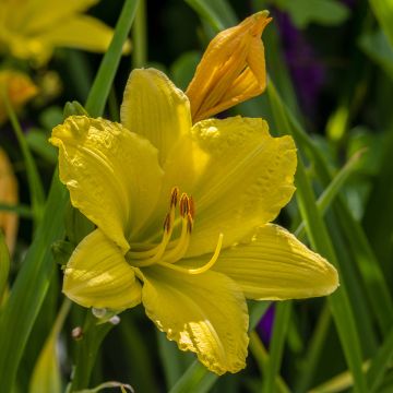 Hemerocallis Green Flutter