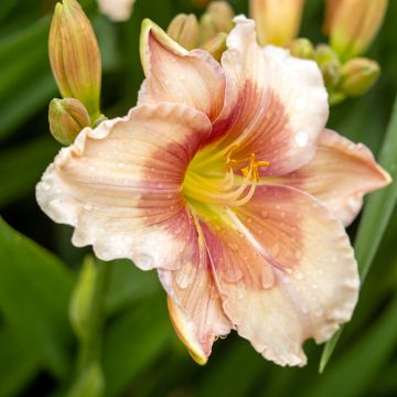 Hemerocallis Janice Brown