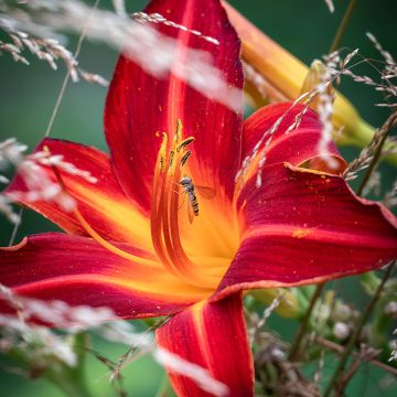 Hemerocallis Jolly Hearts