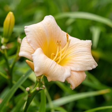 Hemerocallis Mini Pearl