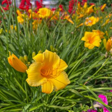 Hemerocallis Mini stella