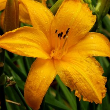 Hemerocallis Orange Prelude