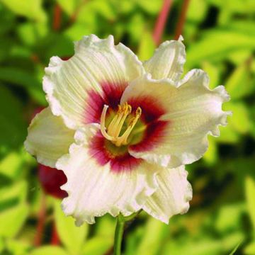 Hemerocallis Pandora's Box