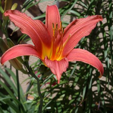 Hemerocallis Pink Damask