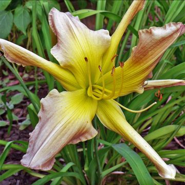 Hemerocallis Prague Spring