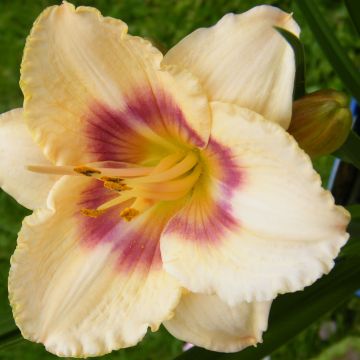 Hemerocallis Siloam Virginia Henson