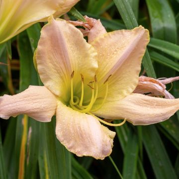 Hemerocallis Snowy Apparition