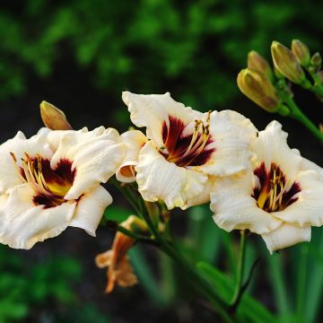 Hemerocallis Snowy Eyes