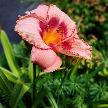 Hemerocallis Strawberry Candy